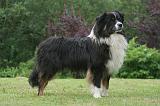 BERGER AUSTRALIEN 885